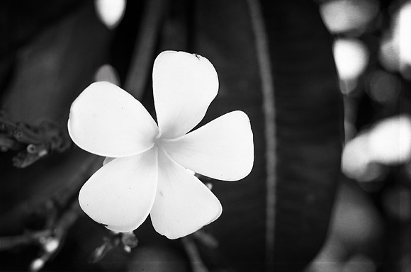 Plumeria ~Mombasa