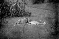 Dinner Time - Cheetah ~Maasai Mara