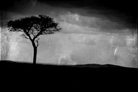 Silhouette  ~Maasai Mara