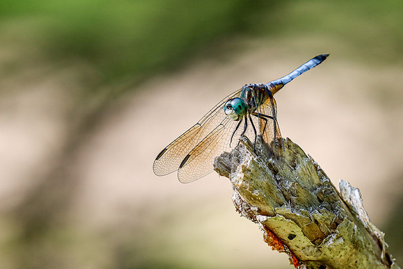 Blue Dasher Dragonfly ~Crivitz, WI