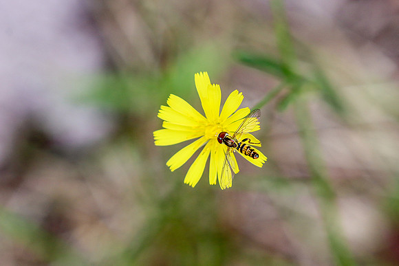 Hover Fly ~Crivitz, WI