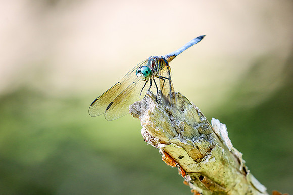 Blue Dasher Dragonfly ~Crivitz, WI