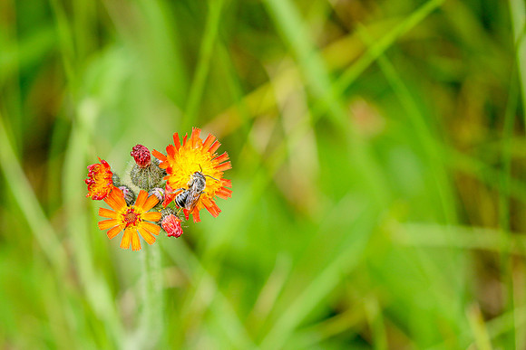 Native Bee ~Crivitz, WI
