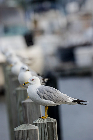Ring-billed Gull ~Marinette, WI