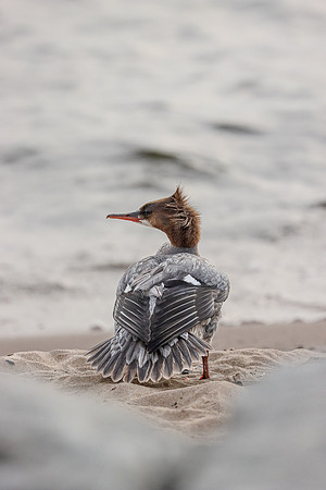 Common Merganser ~Marinette, WI