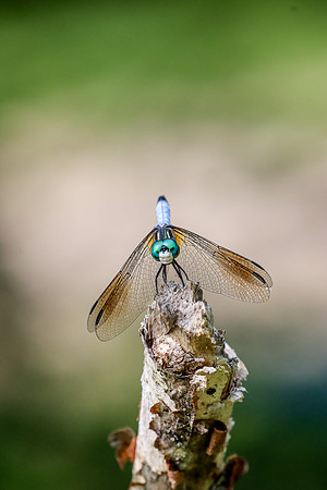 Blue Dasher Dragonfly ~Crivitz, WI