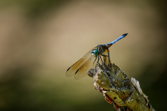 Blue Dasher Dragonfly ~Crivitz, WI