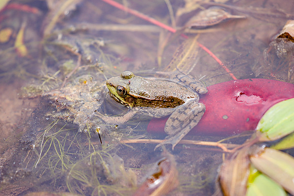 Green Frog ~The Arboretum, Lisle, IL
