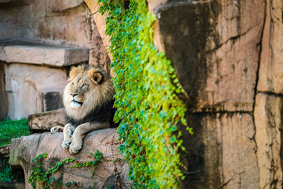 Lion ~Brookfield Zoo, Brookfield, IL