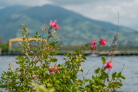 Flowers with Volcán Cotacachi in the background ~Otavalo