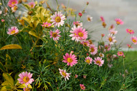 Wildflowers ~Otavalo