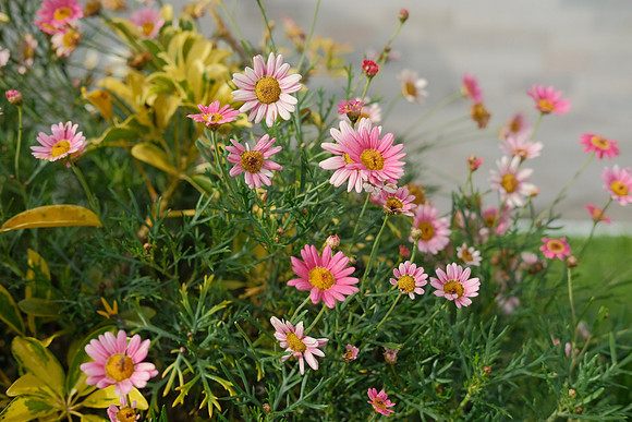 Wildflowers ~Otavalo