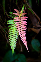 Colorful Ferns of the Cloud Forest ~Mindo
