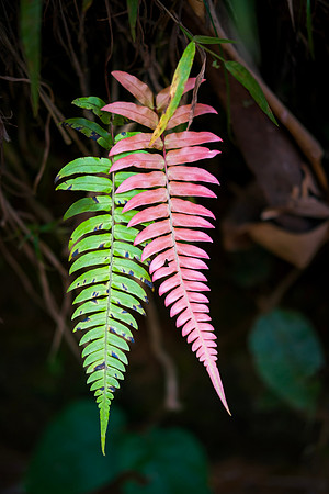 Colorful Ferns of the Cloud Forest ~Mindo