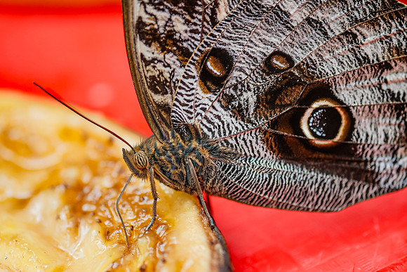 The Giant Owl Butterfly, Caligo memnon ~Mindo