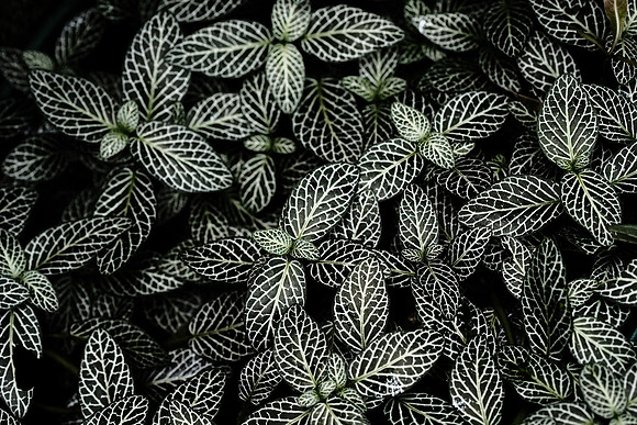 Flora of the Cloud Forest ~Mindo