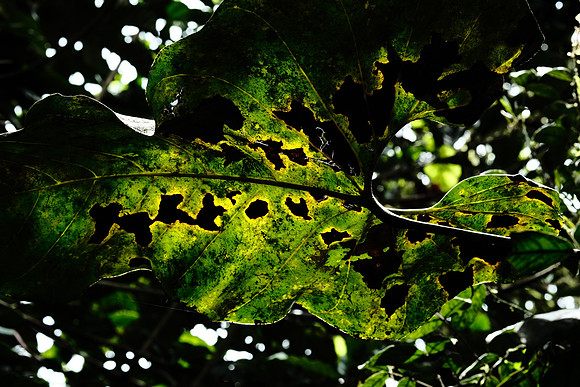 Flora of the Cloud Forest ~Mindo