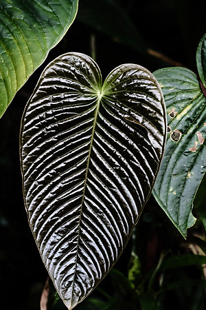 Flora of the Cloud Forest ~Mindo