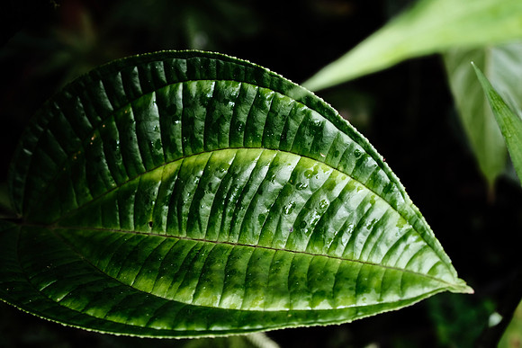 Flora of the Cloud Forest ~Mindo