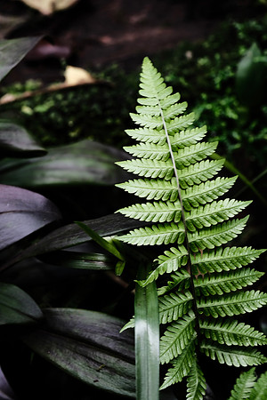 Ferns of the Cloud Forest ~Mindo