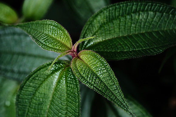 Flora of the Cloud Forest ~Mindo