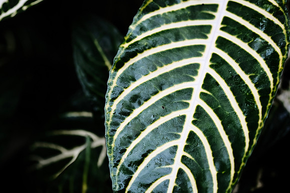 Flora of the Cloud Forest ~Mindo