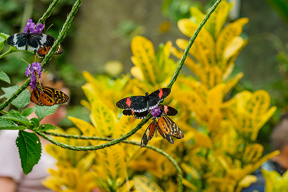 The Doris Longwing Butterfly , Heliconius doris- red ~Mindo