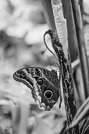 The Giant Owl Butterfly, Caligo memnon ~Mindo