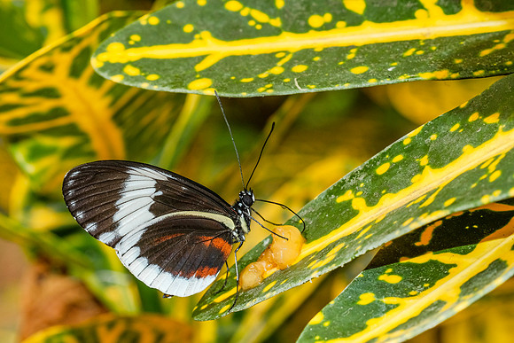 The Postman Butterfly, Heliconius melpomene ~Mindo