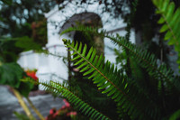 Greenery at San Jose De Puembo Hotel ~Quito