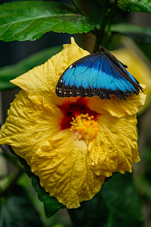 Blue Morpho Butterfly ~Mindo