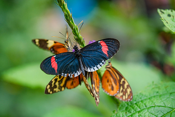 The Doris Longwing Butterfly , Heliconius doris- red ~Mindo