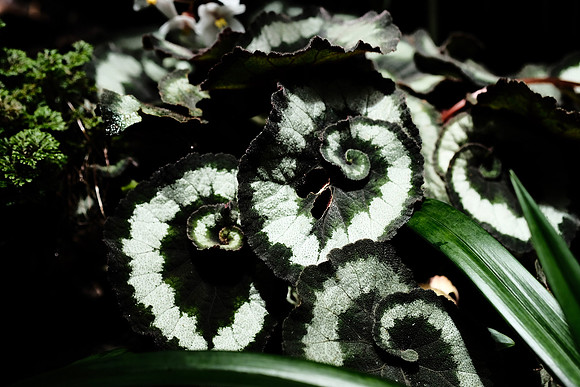 Flora of the Cloud Forest ~Mindo
