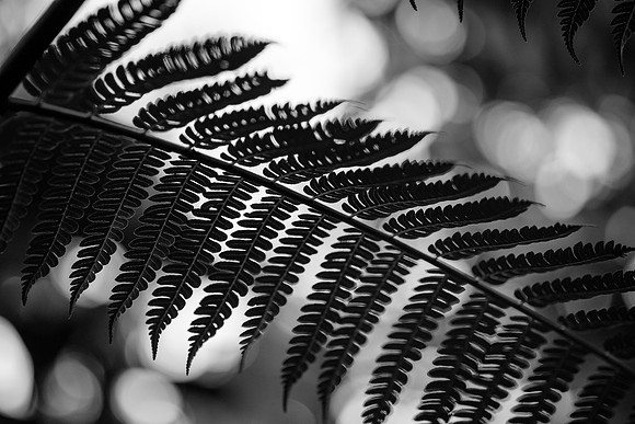 Ferns of the Cloud Forest ~Mindo