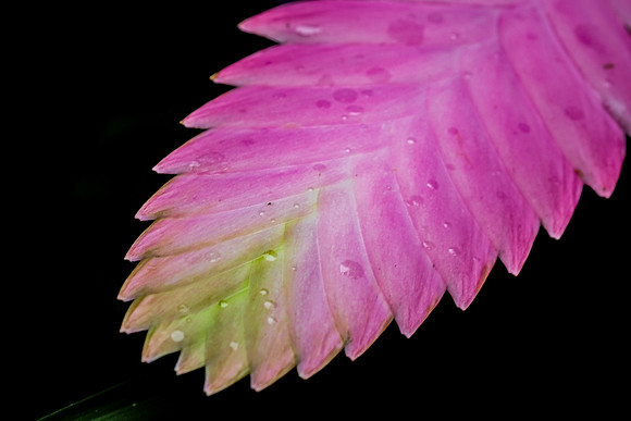 Wallisia pretiosa  ~Mindo Cloud Forest