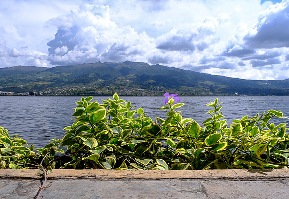 Flora of the Cloud Forest ~Otavalo