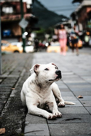 Cutest Street Pup ~Mindo