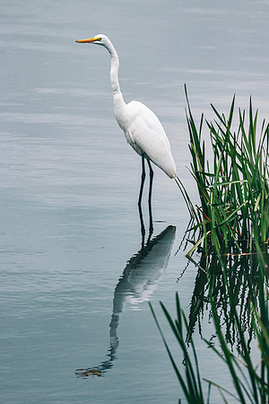 Great Egret ~Heritage Park, Wheeling, IL