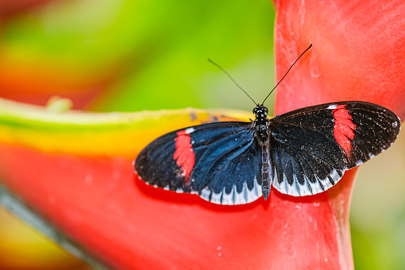 The Doris Longwing ~Mariposarion Mariposas de Mindo, Ecuador