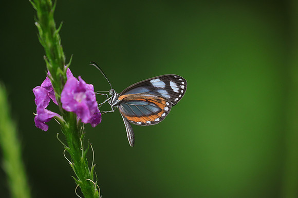 ~Mariposarion Mariposas de Mindo, Ecuador