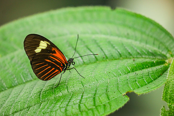 The Postman Butterfly ~Mariposarion Mariposas de Mindo, Ecuador