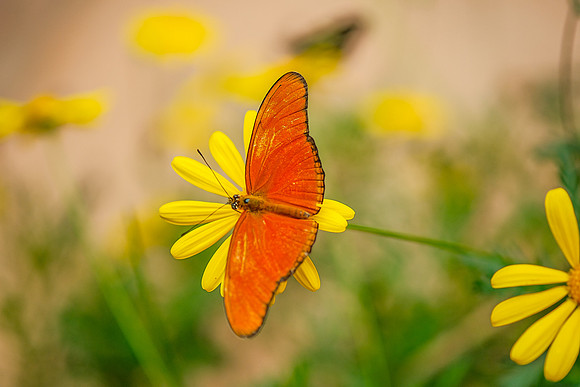 Julia Butterfly ~Mariposarion Mariposas de Mindo, Ecuador
