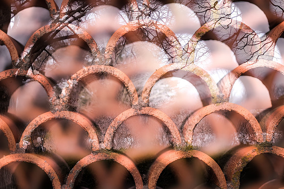 Chicago Botanic Garden Double Exposure ~Glencoe, IL