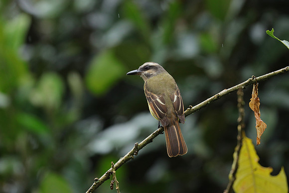 Golden-bellied FlycatcherMyiodynastes hemichrysus ~Cloud Forest of Mindo, Ecuador