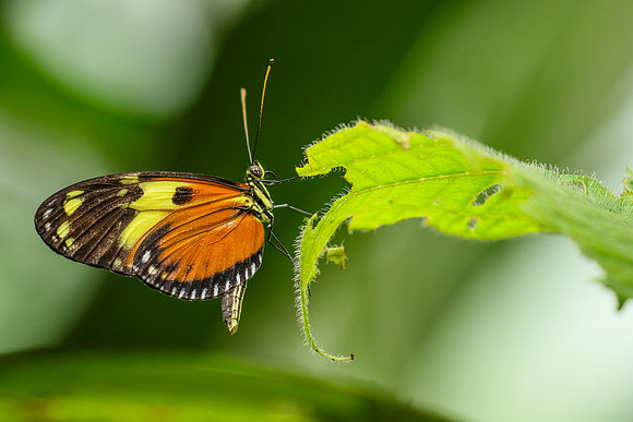 The Ismenius Tiger ~Mariposarion Mariposas de Mindo, Ecuador