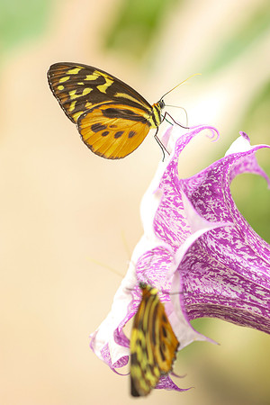 ~Mariposarion Mariposas de Mindo, Ecuador