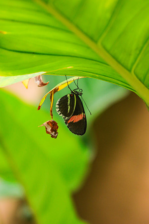 ~Mariposarion Mariposas de Mindo, Ecuador