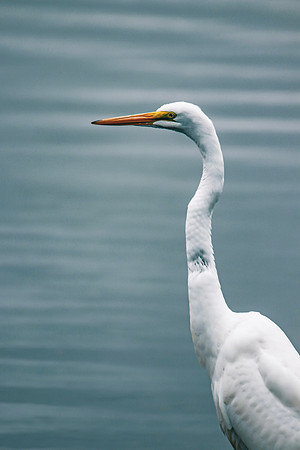 Great Egret ~Heritage Park, Wheeling, IL