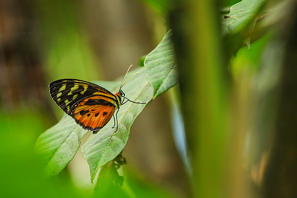 ~Mariposarion Mariposas de Mindo, Ecuador