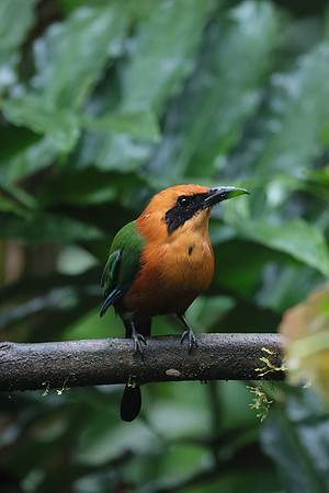 Rufous Motmot ~Cloud Forest, Mindo, Ecuador